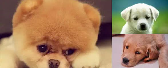 宠知识|What?狗狗也会得低血糖