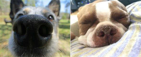 如何迅速有效的治疗狗鼻子干的症状