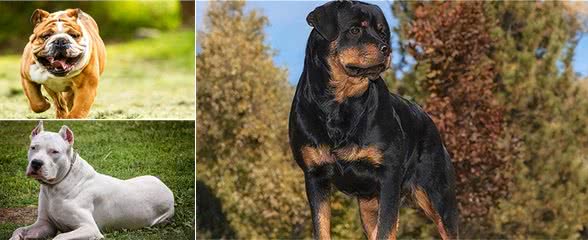 世界上207种受欢迎的宠物狗2/21