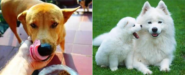 狗界排行榜之吃货犬,看看你家狗上榜没