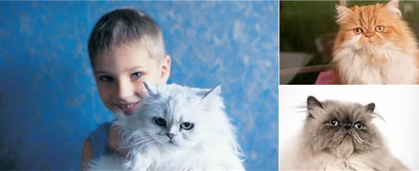 波斯猫:世界上爱猫者最喜欢的纯种猫之一