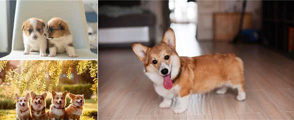 柯基犬最初曾担任哪种工作犬?是牧牛犬还是警犬?