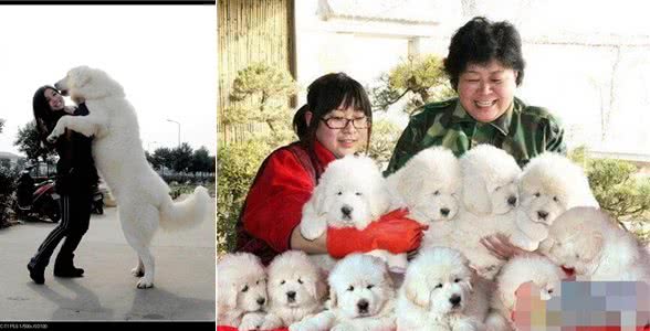 藏獒中的藏獒雪獒和最有力量的犬种大白熊犬如何一眼区分