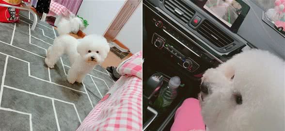 狗狗没有食欲怎么办?你可以试试这些方法