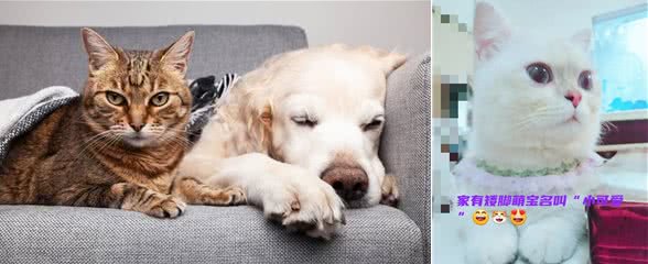 铲屎官攻略:如何让家里的猫咪与小狗和平共处呢