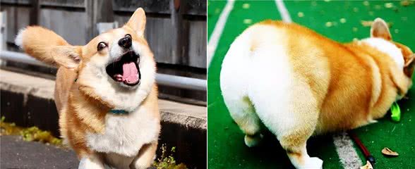 为何柯基犬这么多人饲养?看完这些，我懂了