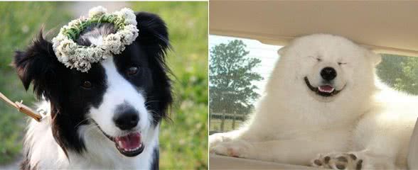 最懦弱的5种狗狗,养过的都知道,太怂了