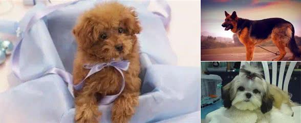 金毛、比格、杜宾、德牧、贵宾、西施犬等按功能分属于什么类别?