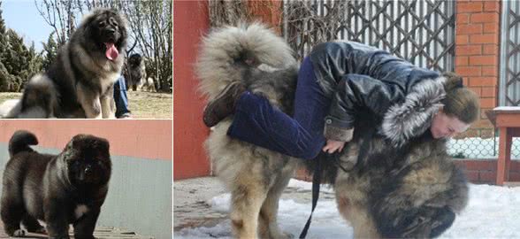 养高加索犬之前,这些是你必须了解的
