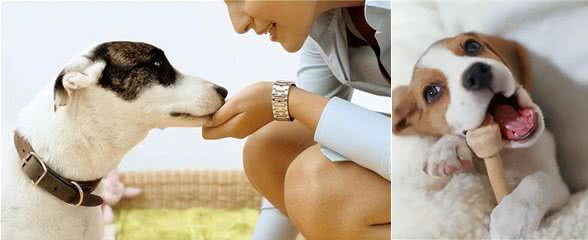 狗狗轻咬主人,是在诉说这几件事,很多人不明白