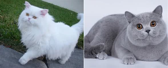 这些长命猫养起来,富贵又吉利,还不快来养一只