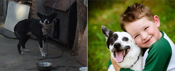 将狗狗关在室内圈养一辈子，会有这些后果!