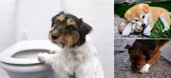 狗吃屎的时候究竟在想什么?其实很多动物都吃屎,还能给人治病?