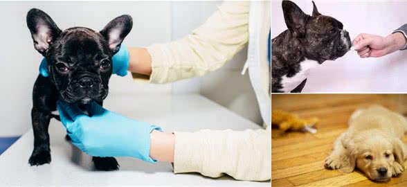 3个月大的狗狗呕吐