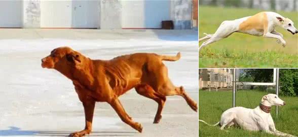 世界上十大跑得最快的狗排行榜,灵缇成径赛冠军!