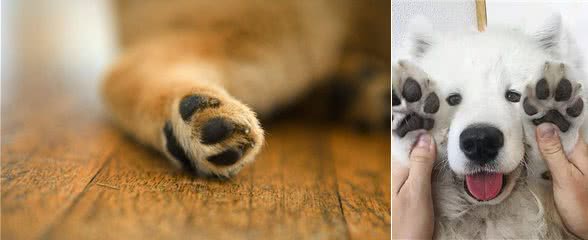 关于狗爪子的六个秘密,基本没有人知道