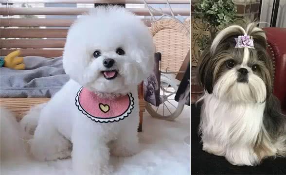 关于八种宠物狗的介绍,你认为最可爱的是哪种?