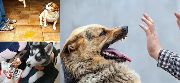 狗这几种毛病，是惯出来的，一定要注意