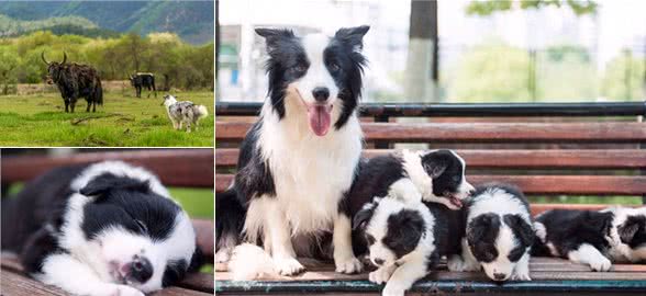 边境牧羊犬,智商第一的聪明狗,你喜欢吗