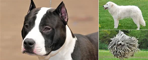 世界十大最称职最勇猛的护卫犬,想要养只狗狗看家护院?就选他们吧!