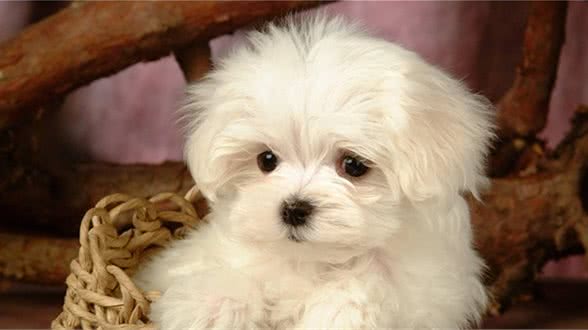 犬瘟热的症状有哪些?如何有效治疗犬瘟热?