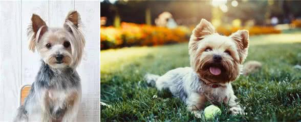深受贵妇喜欢!约克夏犬不比泰迪差