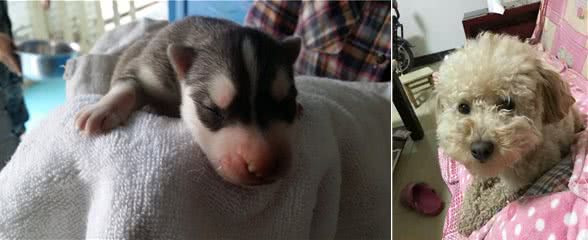 养狗必看,十大误区