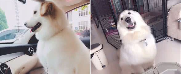 美哭!看了这只金毛和萨摩的混血，你还只喜欢纯种狗狗吗?