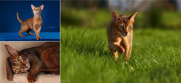 关于阿比西尼亚猫和托运的一些小知识