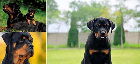 罗威纳为什么这么多人喜欢?原来有这几点原因