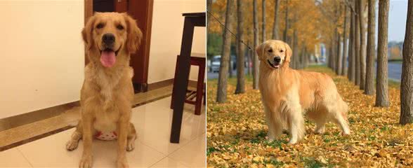 金毛不听话怎么办?多多训练就好了,方法在这里