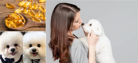 养比熊要注意的几个点,接受不了劝你别养