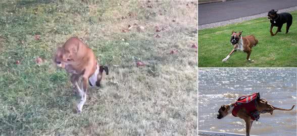 拳师犬当肯只剩2前脚照样狂奔,爸妈捧在手心疼爱