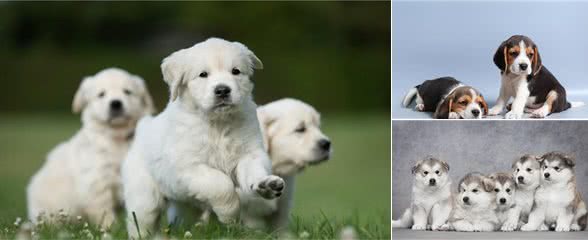 宠物健康:幼犬的低血糖以及喂养时的乳制品选择