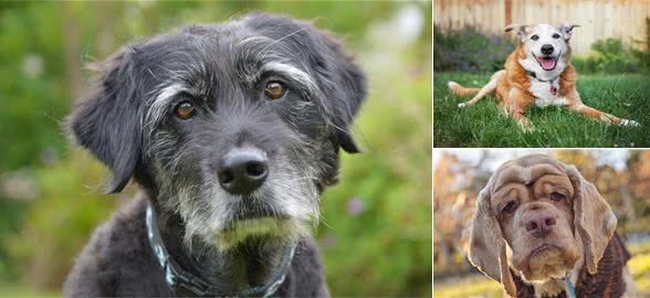 养狗七年以后,狗狗比你更早地步入老年,这时候我们需要注意什么