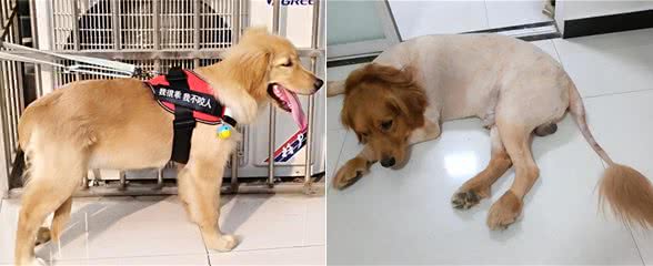 天气炎热，养狗牢记7不要，有利狗狗健康