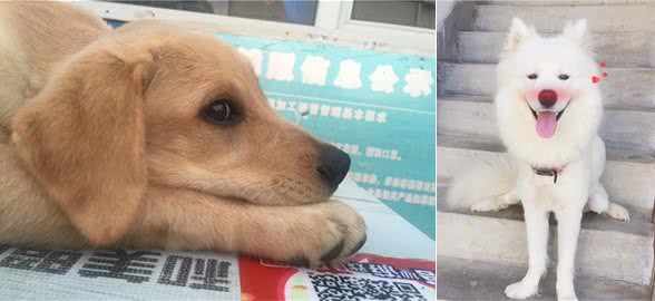 楼梯对狗来说是怎样的存在?