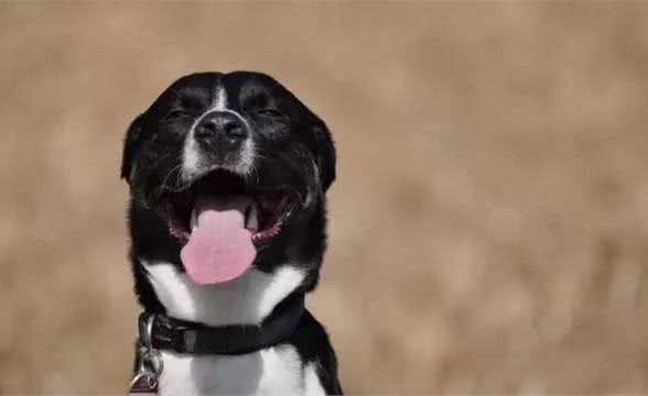 怎样从狗狗的呼吸,体温和心率监控它的健康情况?