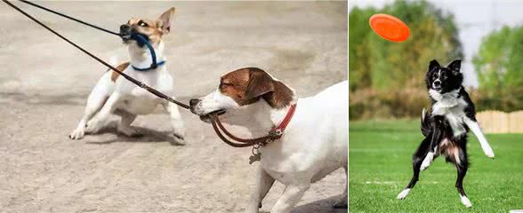 盘点狗狗最喜欢的运动项目,你家狗喜欢哪个?