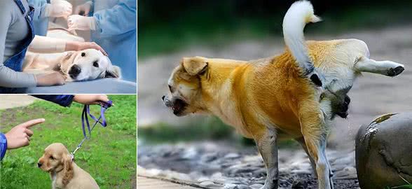 养狗狗久了才明白,为什么不养公狗,过来人的经验告诉你