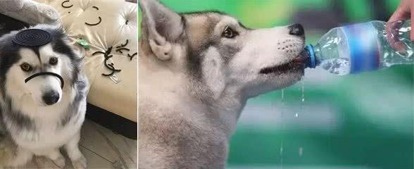 夏季养狗的致命行为,一个都别再犯!