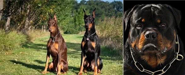 4大顶级护卫犬，其中它是天使与魔鬼的结合，有时二哈，有时野兽