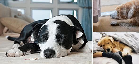 如何看出一只狗的性格?看它爱睡哪里就知道,挺准的!