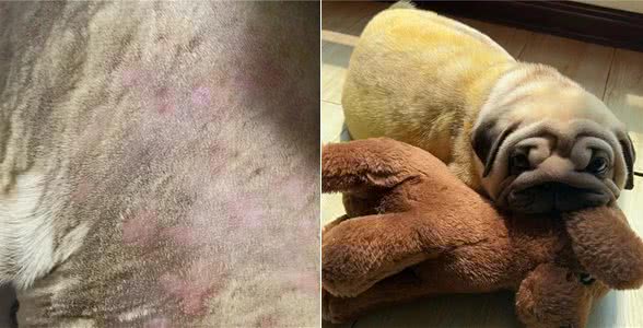 治疗小狗皮肤病的一点经验