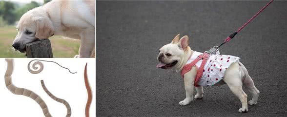 为什么狗狗喜欢乱闻乱吃东西?一定要注意