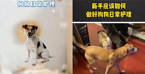 新手应该怎样做好狗狗日常护理?—宠物洗护