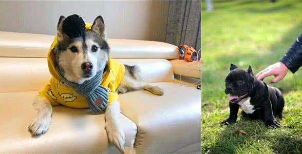 新手选择狗狗篇二:各类狗狗性格特点