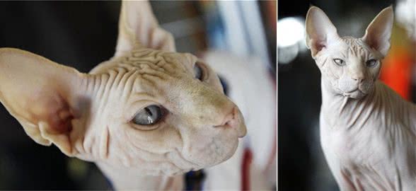 宠物也会过敏,你知道么?