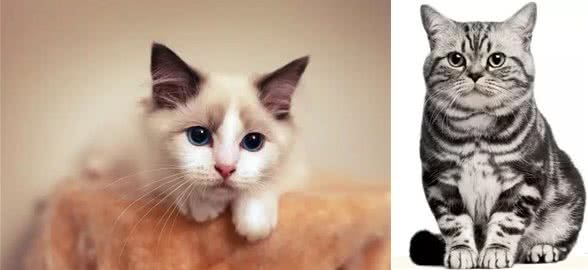 新手上路?这些猫种可能适合你