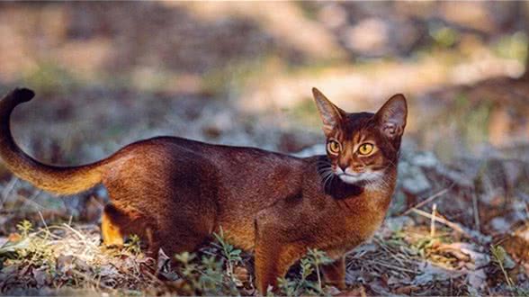 现代的阿比西尼亚猫是古埃及神猫的直系后代吗?
